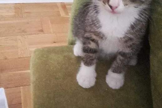 Malutki 9 tygodniowy kotek szuka domu.,  mazowieck