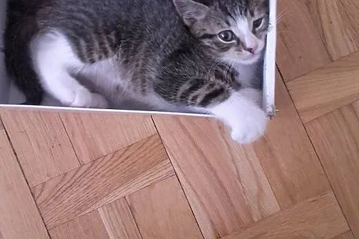 Malutki 9 tygodniowy kotek szuka domu.,  mazowieck