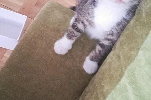 Malutki 9 tygodniowy kotek szuka domu.,  mazowieck