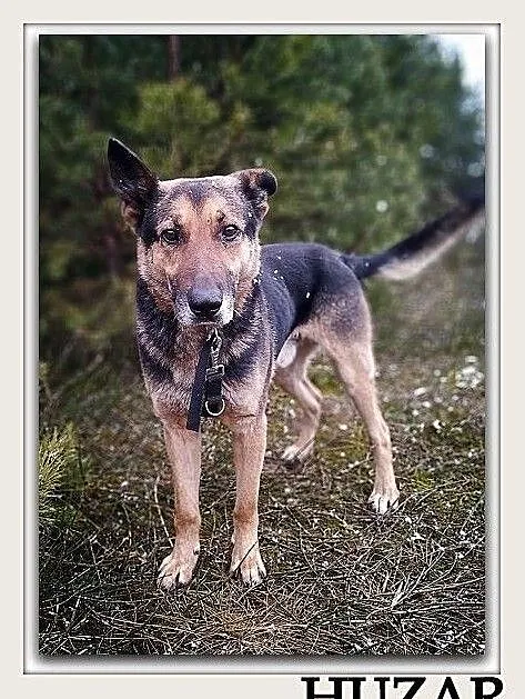 Stróżujący,owczarek niem.mix,6 letni,przyjazny,kontaktowy pies HUZAR.Adopcja., , Wrocław
