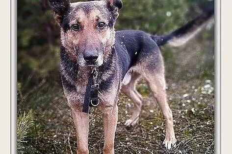 Stróżujący,owczarek niem.mix,6 letni,przyjazny,kontaktowy pies HUZAR.Adopcja., , Wrocław