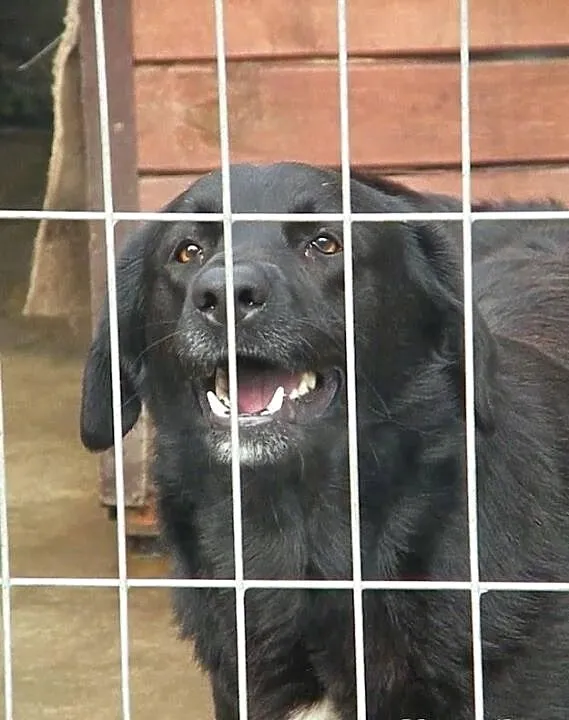 LABI w typie labradora