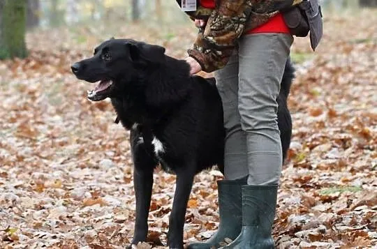 LABI w typie labradora