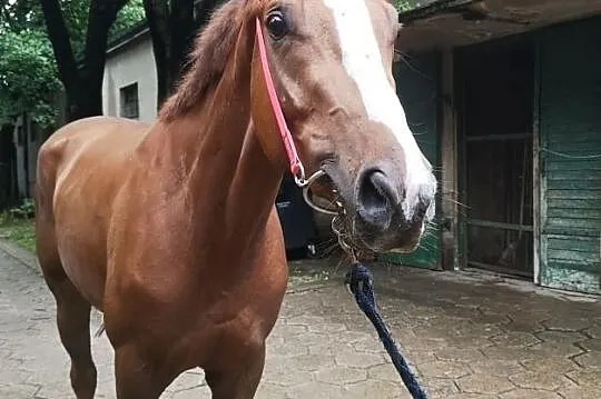 Zdrowy wałach pełnej krwi do rekreacji lub sportu, Mazowieckie, Warszawa