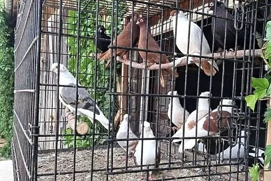 Gołębie mewki Dominikany, Podkarpackie, Łańcut