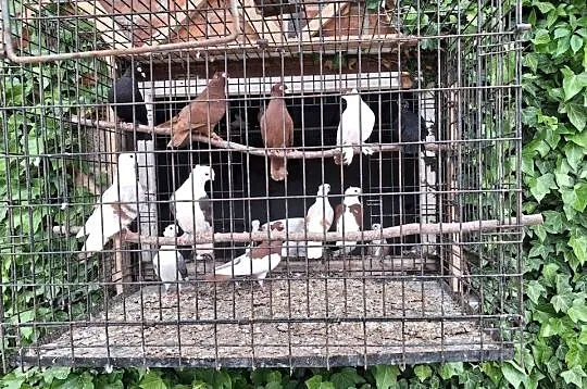 Gołębie mewki Dominikany, Podkarpackie, Łańcut