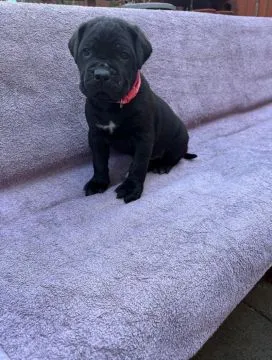 PILNE!! Szczenięta rasy Cane Corso Champion... napisz do mnie na WhatsApp: +44 7453 907158, , Topola Katowa