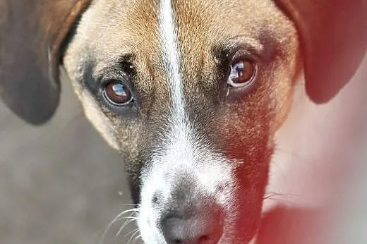 Niko-piesek o cudownych oczkach wypatrujących czło