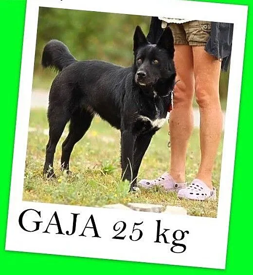 Arystokratka,2 letnia suczka GAJA,towarzyska i łag