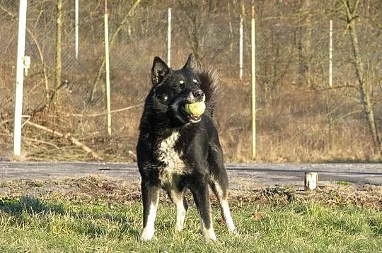 Wesoły, przyjazny i wychowany Gucio, ANIOŁ W KRAWA
