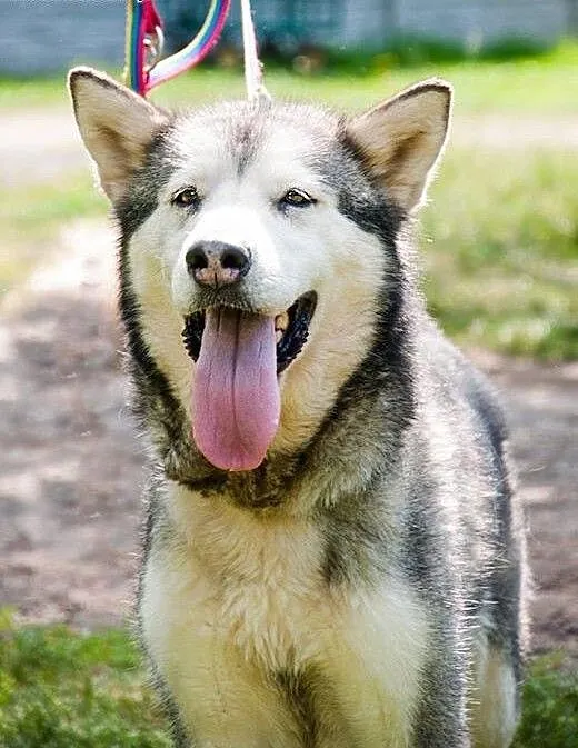 LUKA przyjecielska suczka alaskan malamute ADOPCJA