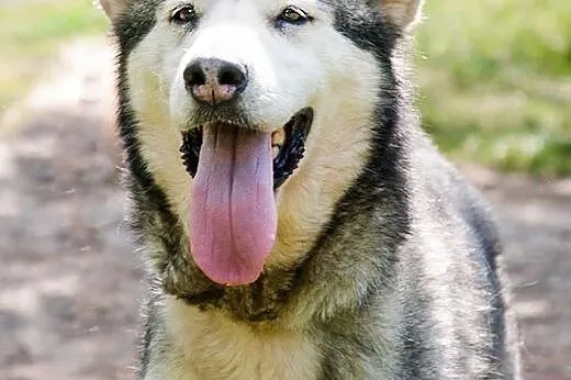 LUKA przyjecielska suczka alaskan malamute ADOPCJA