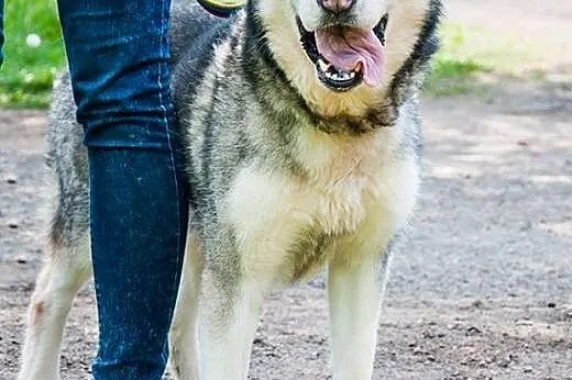 LUKA przyjecielska suczka alaskan malamute ADOPCJA