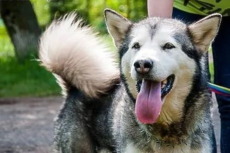 LUKA przyjecielska suczka alaskan malamute ADOPCJA