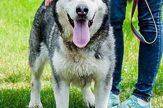 LUKA przyjecielska suczka alaskan malamute ADOPCJA