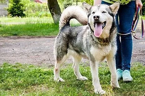 LUKA przyjecielska suczka alaskan malamute ADOPCJA