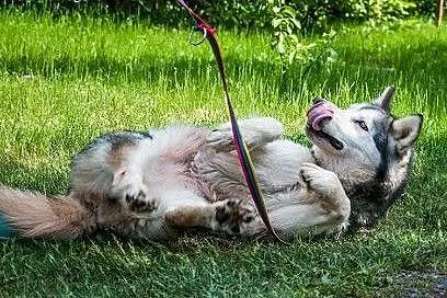 LUKA przyjecielska suczka alaskan malamute ADOPCJA