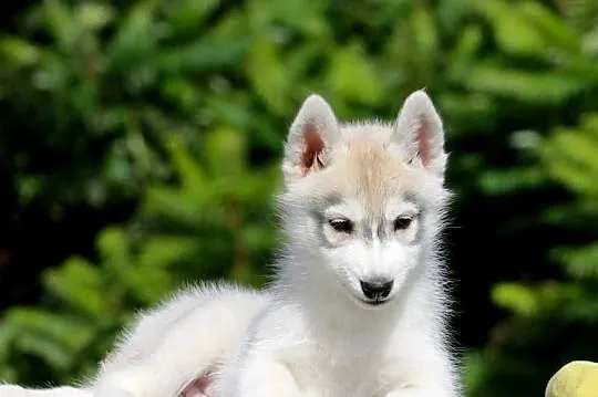 Siberian Husky ZKwP