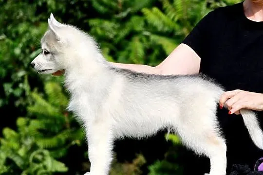 Siberian Husky ZKwP, Pomorskie, Żukowo
