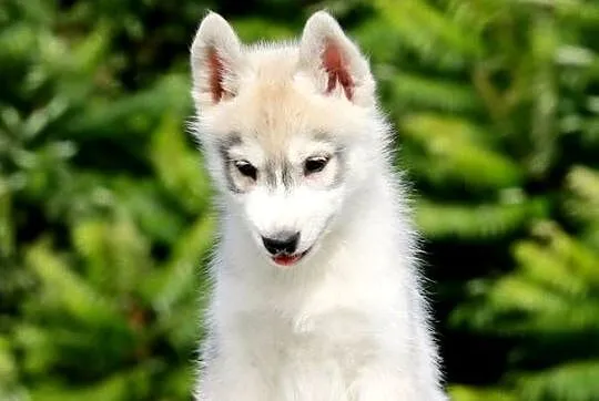 Siberian Husky ZKwP, Pomorskie, Żukowo