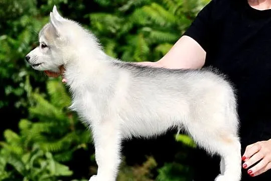 Siberian Husky ZKwP, Pomorskie, Żukowo