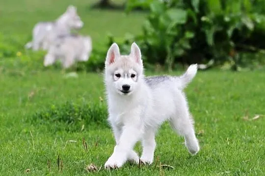 Siberian Husky ZKwP, Pomorskie, Żukowo