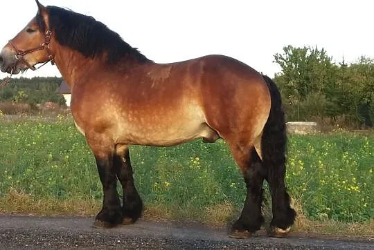 Stanówka koniem zimnokrwistym