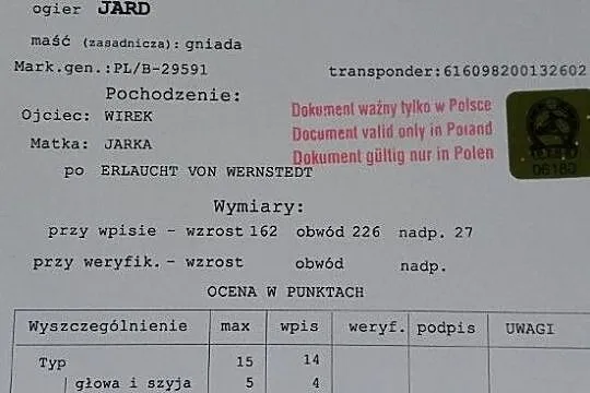 Stanówka koniem zimnokrwistym, , Podścichawa