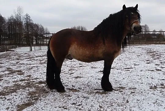 Stanówka koniem zimnokrwistym, , Podścichawa