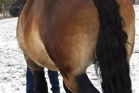 Stanówka koniem zimnokrwistym, , Podścichawa