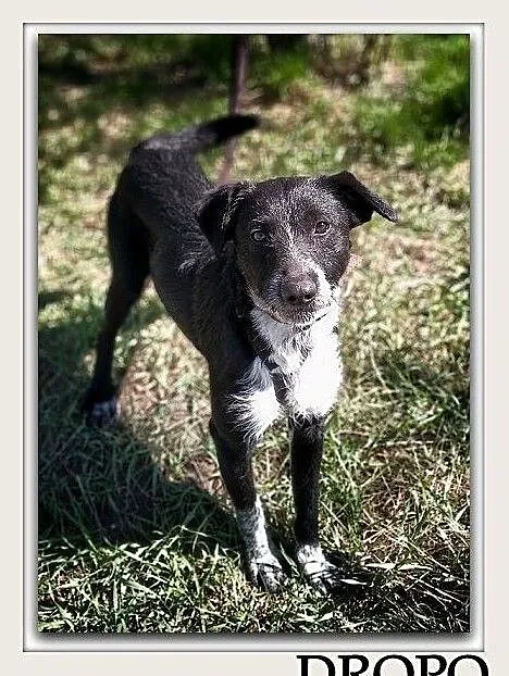 1,5 roku,17 kg,łagodny,wesoły,towarzyski,szczepiony,super psiak DROPO.Adopcja., Łódzkie, Łódź