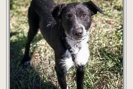1,5 roku,17 kg,łagodny,wesoły,towarzyski,szczepiony,super psiak DROPO.Adopcja., Łódzkie, Łódź