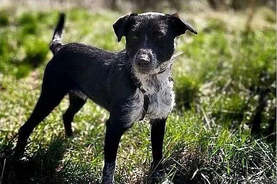 1,5 roku,17 kg,łagodny,wesoły,towarzyski,szczepiony,super psiak DROPO.Adopcja., Łódzkie, Łódź