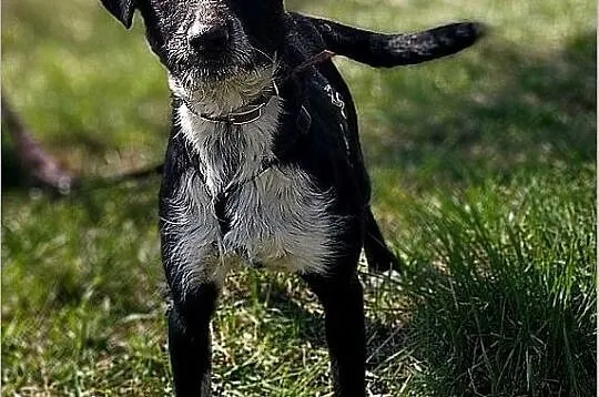 1,5 roku,17 kg,łagodny,wesoły,towarzyski,szczepiony,super psiak DROPO.Adopcja., Łódzkie, Łódź