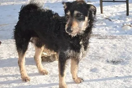 Niewielki Czesiek, wyjątkowej urody psiak szuka do