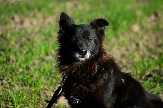 Ciapek, niewielki kudłatek, wesoły i przyjazny psiak ADOPCJA, Pomorskie, Gdańsk