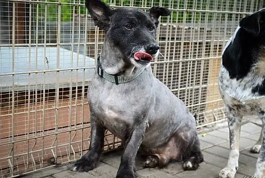 Ciapek, niewielki kudłatek, wesoły i przyjazny psiak ADOPCJA, Pomorskie, Gdańsk