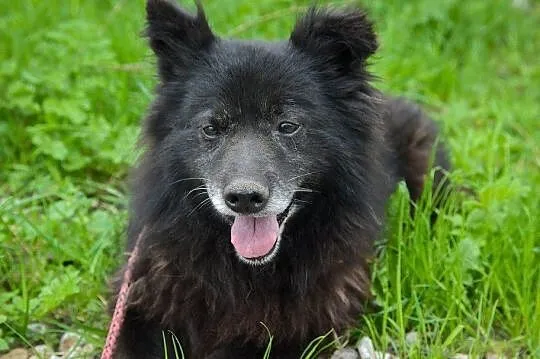 Ciapek, niewielki kudłatek, wesoły i przyjazny psiak ADOPCJA, Pomorskie, Gdańsk
