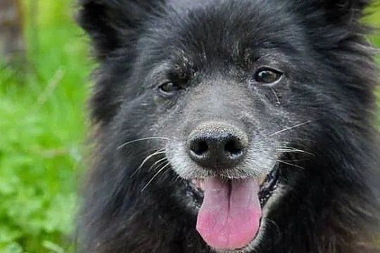 Ciapek, niewielki kudłatek, wesoły i przyjazny psiak ADOPCJA, Pomorskie, Gdańsk