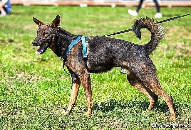 Cypis - czekoladowy psiak :)