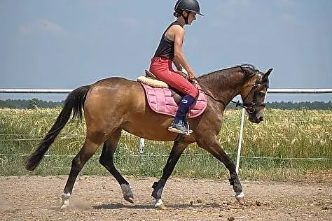 Klacz kuc grupa C/D UJEŻDŻENIE SKOKI HODOWLA, , Dąbrowa