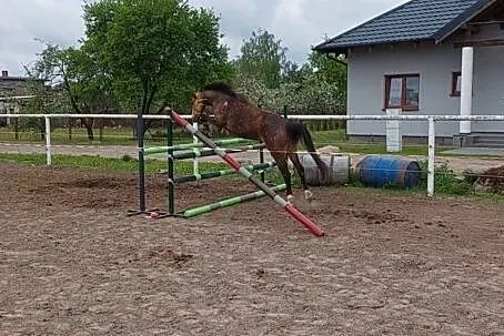 Klacz kuc grupa C/D UJEŻDŻENIE SKOKI HODOWLA, , Dąbrowa