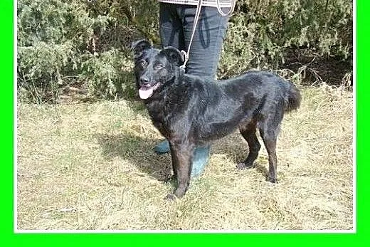 19kg,przyjazny,wesoły,aktywny,kocha człowieka,pies