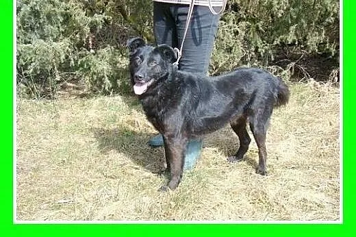 19kg,przyjazny,wesoły,aktywny,kocha człowieka,pies