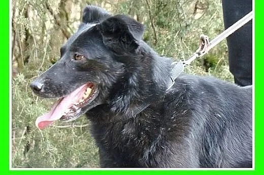 19kg,przyjazny,wesoły,aktywny,kocha człowieka,pies