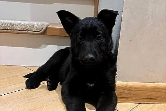 Owczarek belgijski Malinois