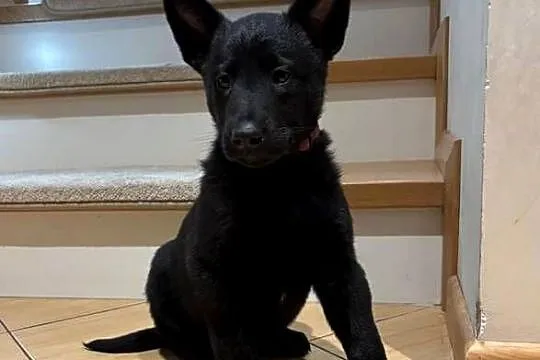Owczarek belgijski Malinois, Łódzkie, Wójtostwo