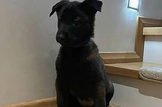 Owczarek belgijski Malinois, Łódzkie, Wójtostwo