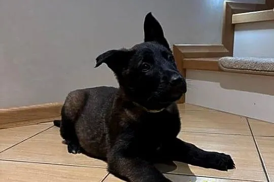 Owczarek belgijski Malinois, Łódzkie, Wójtostwo