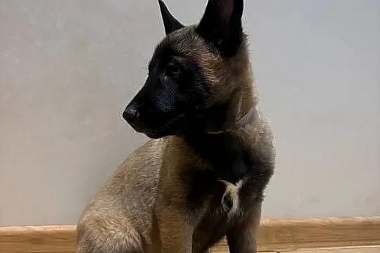 Owczarek belgijski Malinois, Łódzkie, Wójtostwo